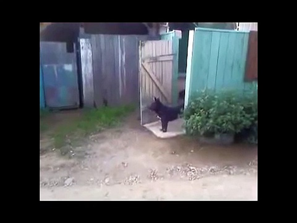 Freedom-Loving Smart Animals !