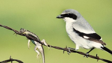 Absurd Creatures | A Bird Impaling Its Victims Is So Metal I Can't Even Stand It