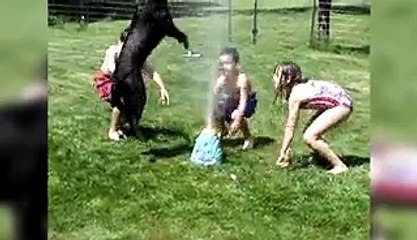 Dog Has A Blast With Sprinkler Toy