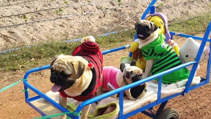 All Aboard The Pug Express!