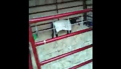 Goat Sounds Like Angry Old Man