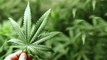 10 Reasons Why Marijuana Should Be Legalized