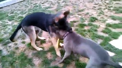 Pit Bull Vs German Shepherd