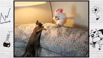 Попугай и чё и чё