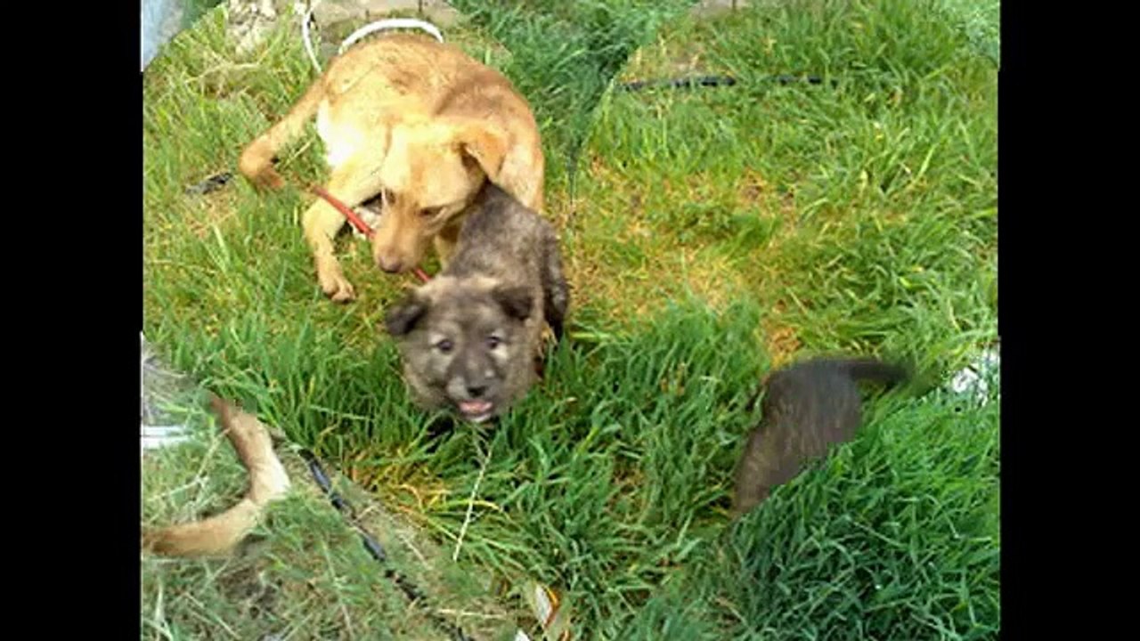 my dog and her children سگ من و بچه هایش