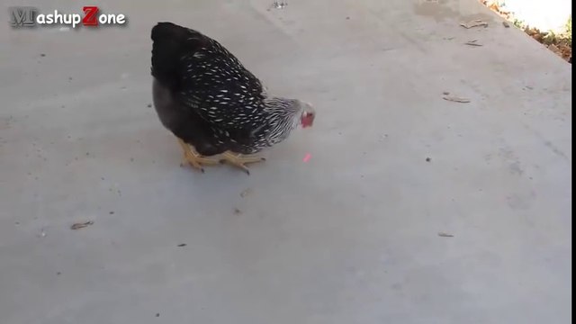 Best Funny Videos Of Animals Chasing Lasers