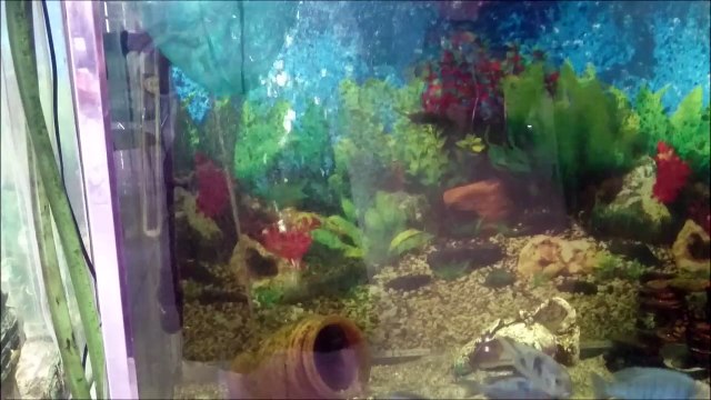 Yunus Ciklet Kusturma 51 Yavru 16.03.2016