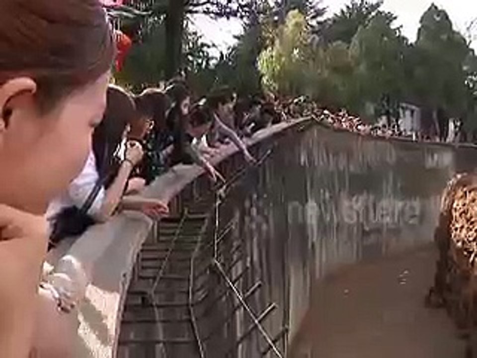 Monkey Plays With Tourists Smartphone