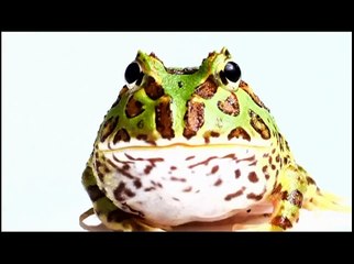 Evolution of Communication