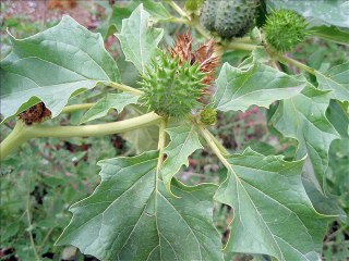 SÓCRATES - POEMA DE VERANO BRISAS