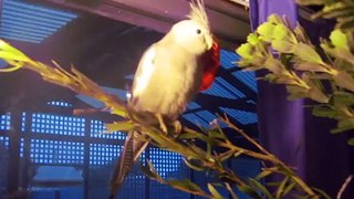 Meet My Pet Cockatiels