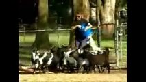 Shocking Fainting Goats News Report - Funny Goat Compilation of Screaming Goat by Funniest Animals