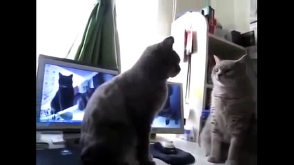 Patty Cake Crazy Cats