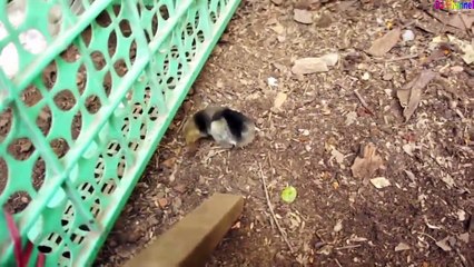 Đàn Gà Con ♫ Trong kia đàn gà con lông vàng ♫ nhạc thiếu nhi remix ♫