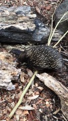 Vidéo 27-01-2016 01 44 38