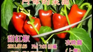 阿母的菜園(MIN配音)紅椒上集