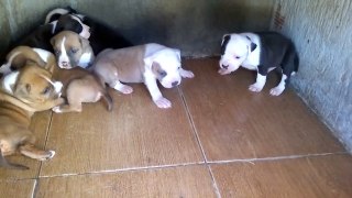 camada amstaff (noa x kun)