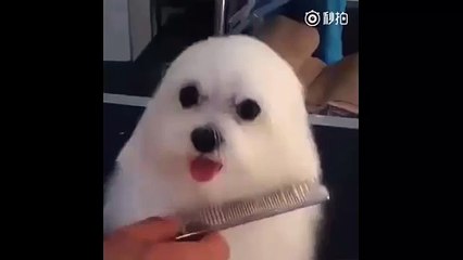 Ce chien qui se prend pour un phoque me rend MARTEAU !
