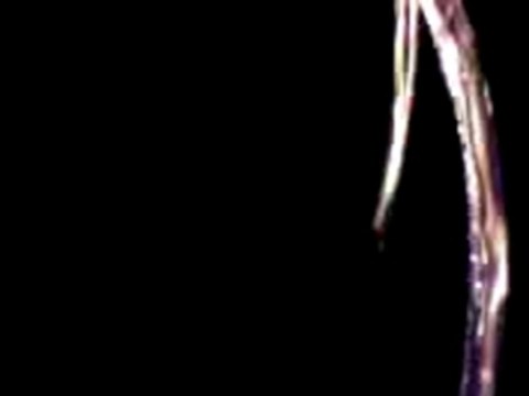 Bolas a la teuf etnocid