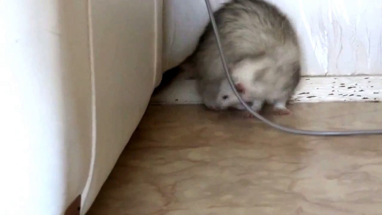 L'activité des furets derrière le canapé 001