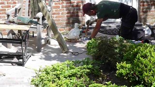 Pipke the pet duck as supervisor bricklayer