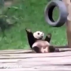 Pandas first time in the club