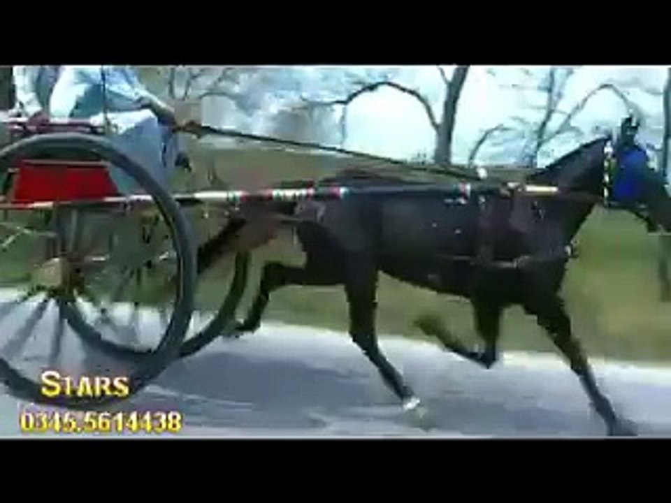 kala malang horse