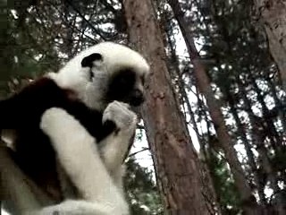 Lemurien a crocfarm Ivato Madagascar