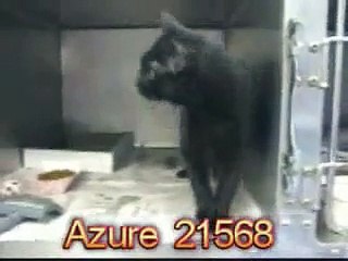 Azure the cat Hung from a tree, Burned, left 4 dead