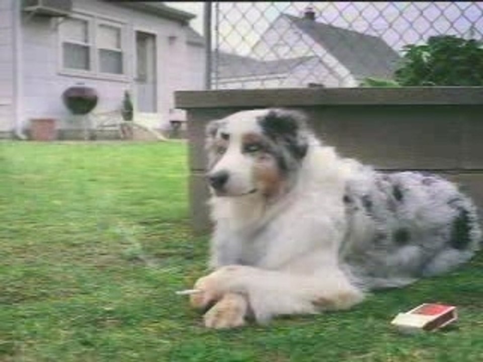 Chien qui fume   posé