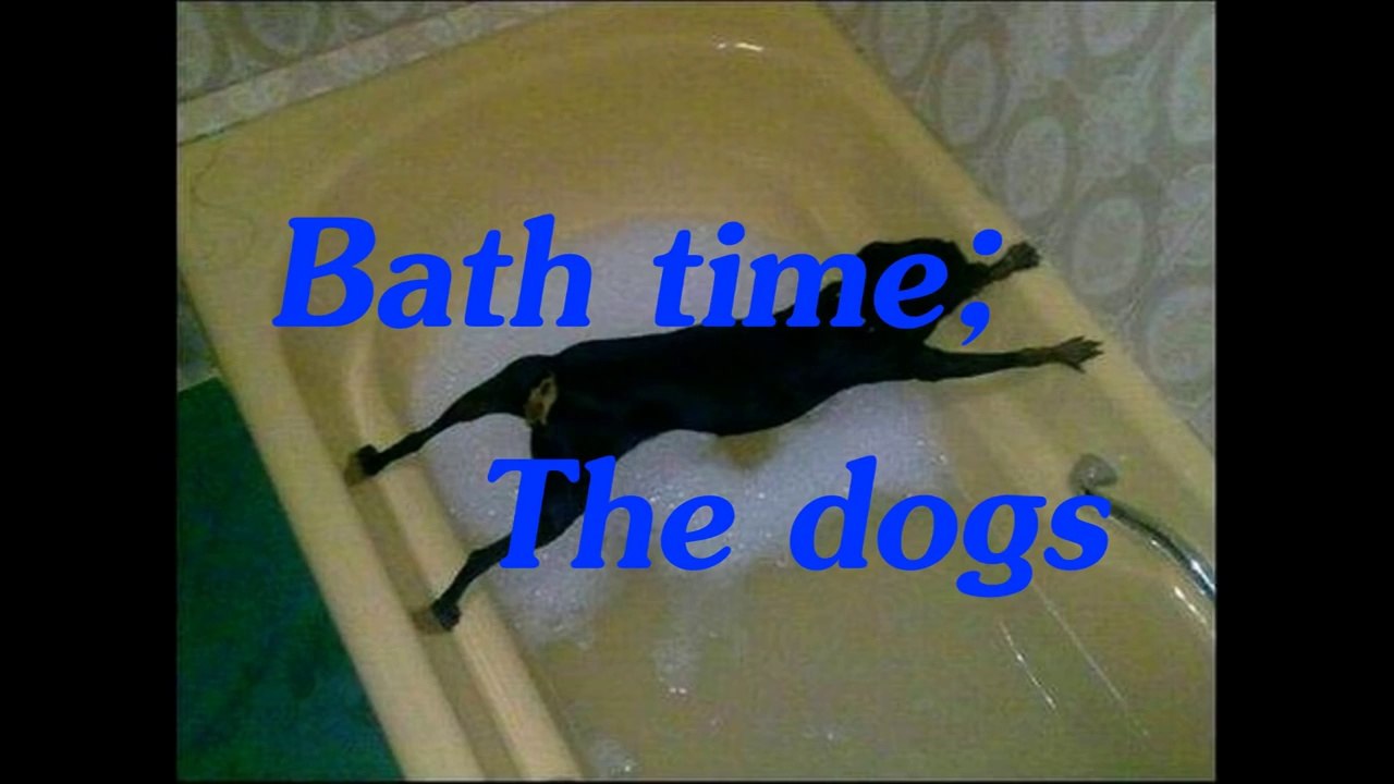Dogs just don't want to bath - Funny dog bathing compilation