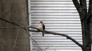 North Jersey Hawk Sighting