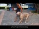 Mother cat fights with dog to save her kids top songs 2016 best songs new songs upcoming songs latest songs sad songs hindi songs bollywood songs punjabi songs movies songs trending songs mujra dance Hot songs