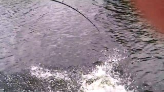 JERKBAIT PIKE FISHING  IN OBRIENSBRIDGE.
