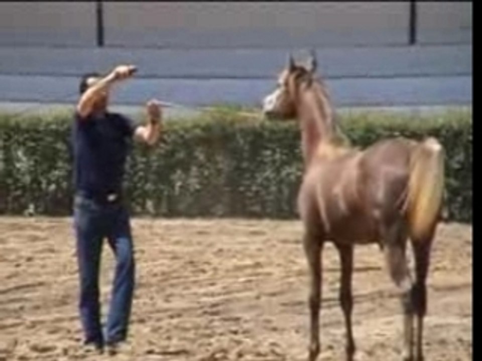 caballos arabes