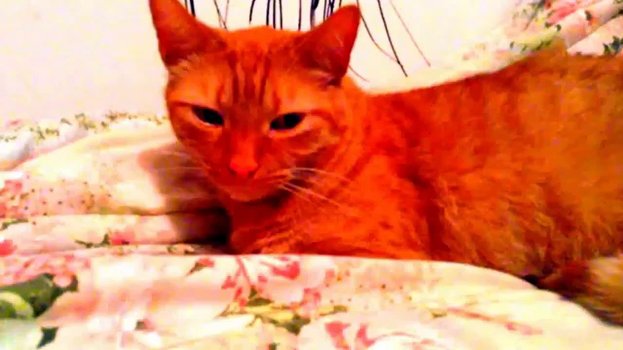 Uptown Funk... Animals!