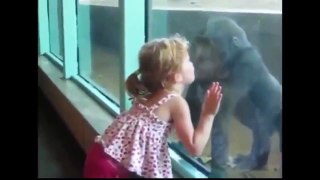 funny baby and animal videos funny animals compilation