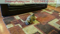 Dreamy Puppy Store Reviews Chantilly Lhasa Apso Girl - Well Trained Puppies of Best Breed