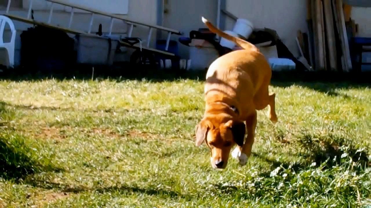 Beau on the run   26 9 12