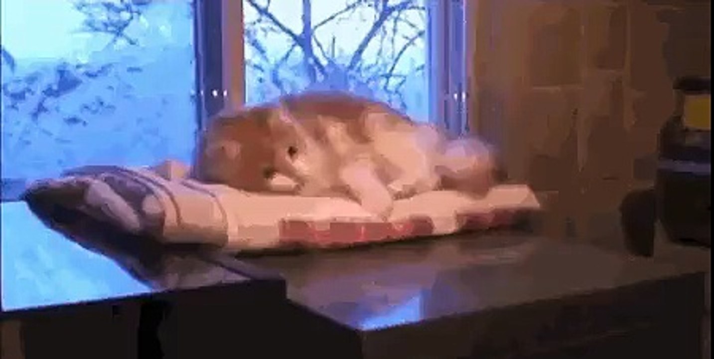 Wrong cat