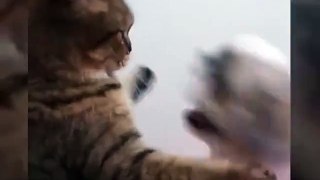 Cat teasing dog fight so cute