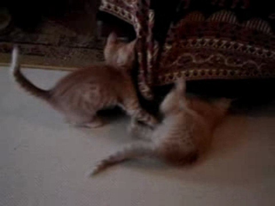 mes tits cats