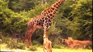 Most Amazing Lion vs Giraffe - Shocking Lion Kills Giraffe Bloody Fight