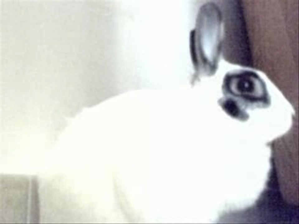 Bibi montage
