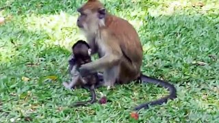 Even the Monkeys drink 100plus