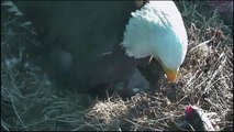 Hatched! Baby bald eagle brings glee to millions in US