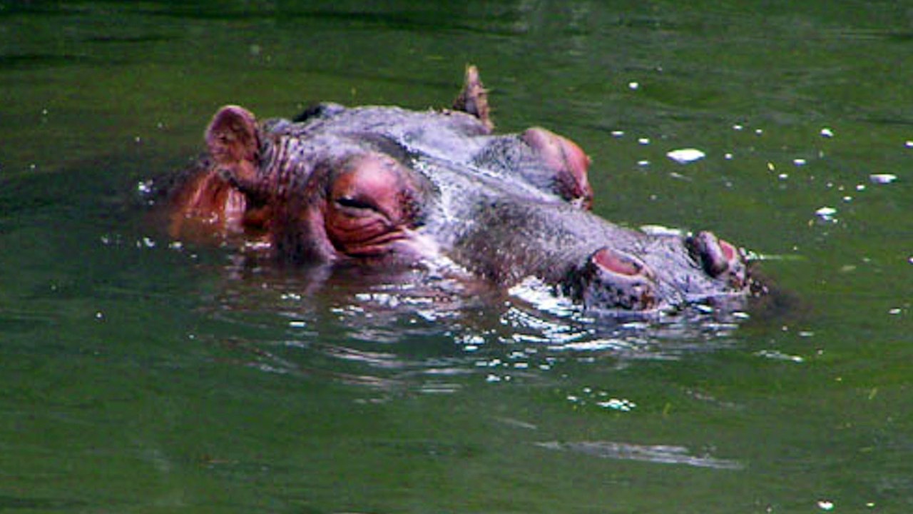 Sound of Hippopotamus
