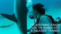 Ce plongeur peut immobiliser les requins grâce à une technique simplissime