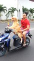 Dog rides Moped Scooter wearing sunglasses down busy street