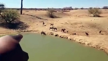 Hyenas vs Rhino vs Crocodile real fight till death